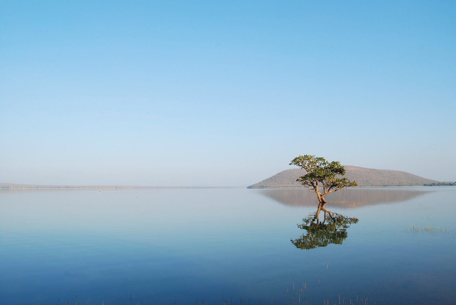 The still surface of Pakhal Lake under a clear sky, a single tree standing in the water reflected below it, and a low wooded hill on the far shore